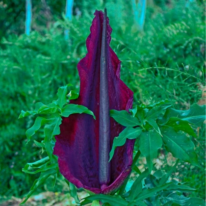 Ďáblův jazyk - Dracunculus vulgaris - cibuloviny - 1 ks
