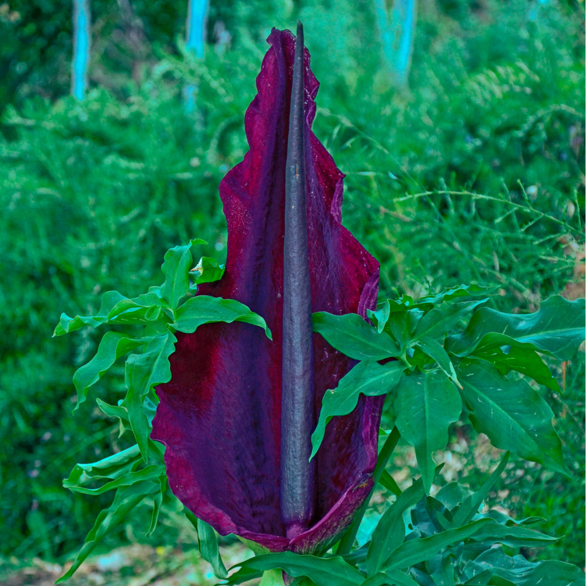 Ďáblův jazyk - Dracunculus vulgaris - cibuloviny - 1 ks