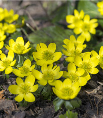 Talovín - Eranthis cilicica - cibuloviny - 3 ks