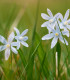 Puškinie ladoňkovitá - Puschkinia libanotica - cibuloviny - 6 ks