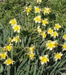 Narcis Topolino - Narcissus L. - cibuloviny - 3 ks