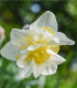 Narcis White Lion - Narcissus L. - cibuloviny - 3 ks