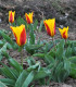 Tulipán Stresa - Tulipa - cibuloviny - 3 ks