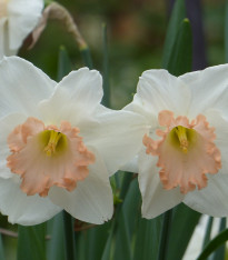 Narcis Salome - Narcissus - cibuloviny - 3 ks