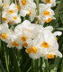 Narcis Geranium - Narcissus - cibuloviny - 3 ks