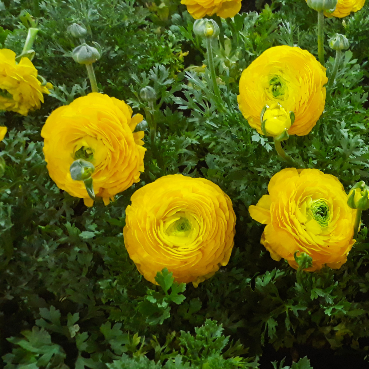 Pryskyřník plnokvětý žlutý - Ranunculus asiaticus - cibuloviny - 3 ks