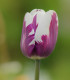 Tulipán Striped Flag - Tulipa - cibuloviny - 3 ks