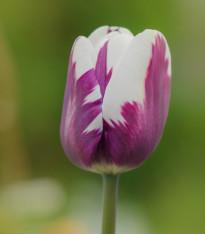 Tulipán Striped Flag - Tulipa - cibuloviny - 3 ks