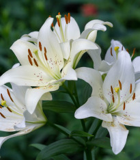 Lilie Canova - Lilium - cibuloviny - 1 ks