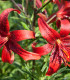 Lilie Red tiger - Lilium - cibuloviny - 1 ks