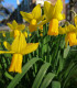 Narcis February gold - Narcissus - cibuloviny - 3 ks