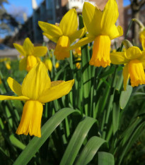 Narcis February gold - Narcissus - cibuloviny - 3 ks