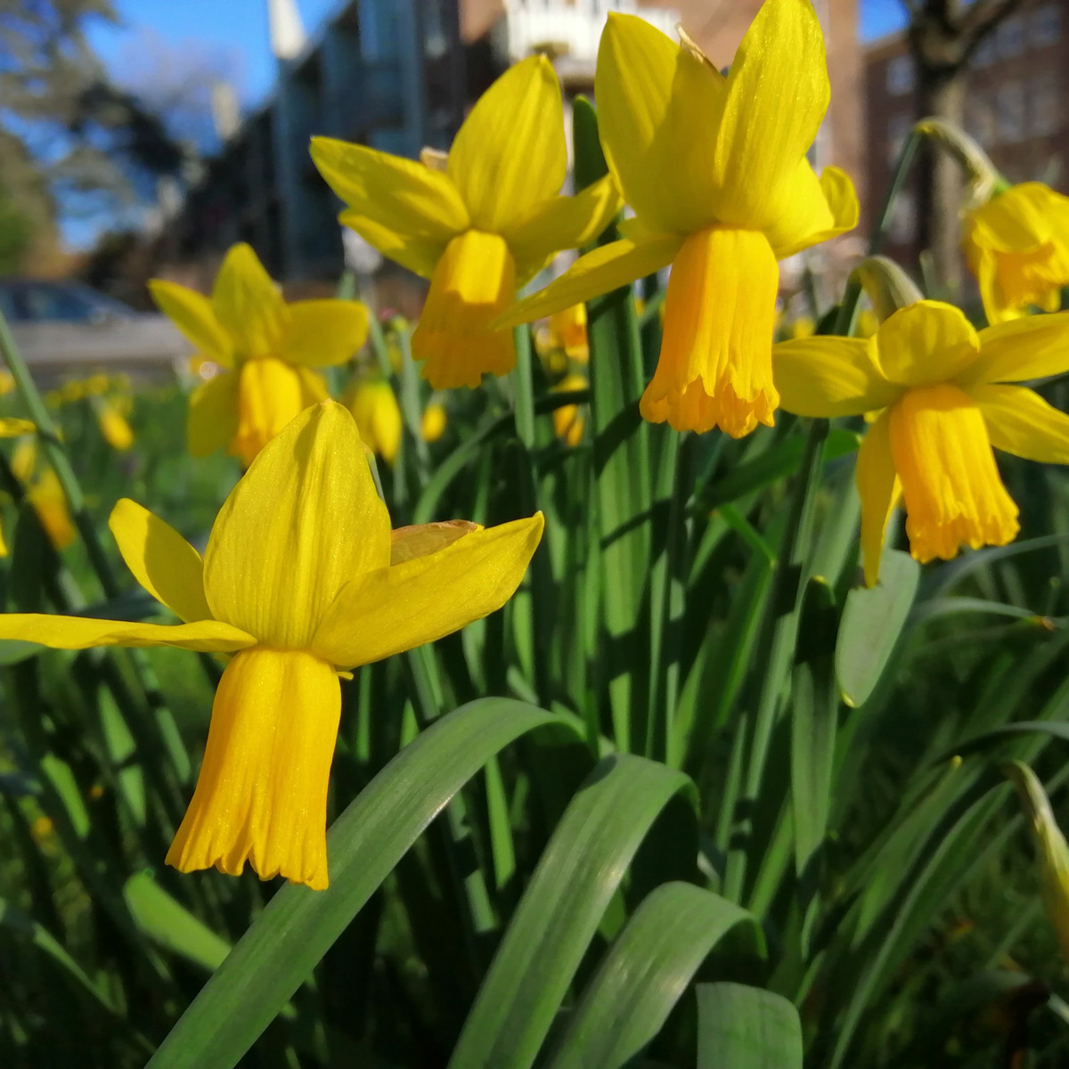 Narcis February gold - Narcissus - cibuloviny - 3 ks