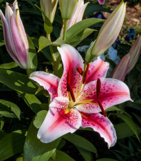 Lilie Dizzy - Lilium - cibuloviny - 1 ks