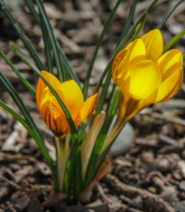 Krokus Golden Yellow - Crocus vernus - cibuloviny - 3 ks