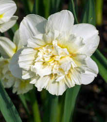 Narcis Ice king – Narcissus – cibulky narcisu