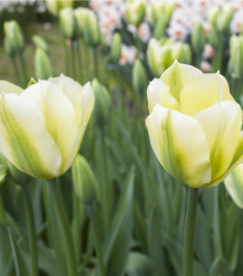 Tulipán Exotic emperor – Tulipa – cibulky tulipánu
