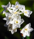 Narcis Paperwhite Ziva - Narcissus - cibuloviny - 3 ks
