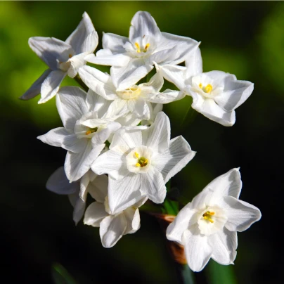 Narcis Paperwhite Ziva - Narcissus - cibuloviny - 3 ks