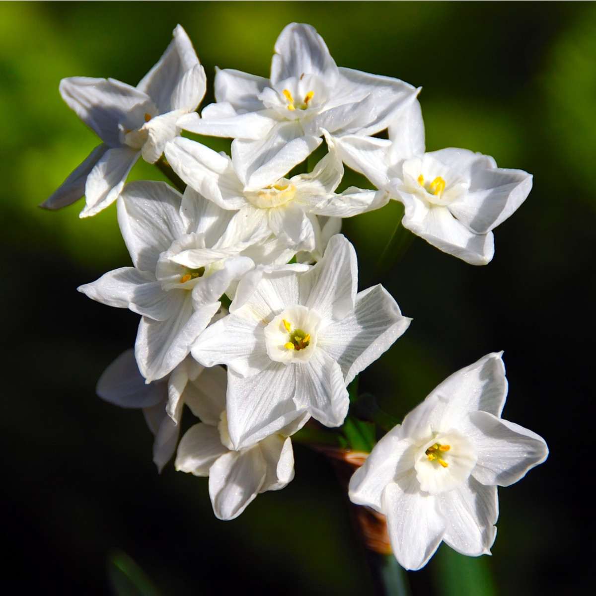 Narcis Paperwhite Ziva - Narcissus - cibuloviny - 3 ks