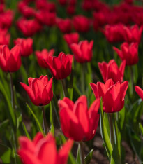 Tulipán Red Triumph - Tulipa - cibuloviny - 3 ks