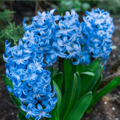 Hyacint Blue jacket - Hyacinthus - cibuloviny - 1 ks