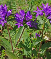 Zvonek klubkatý - Campanula glomerata - semena - 600 ks