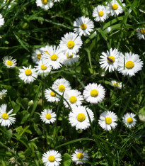 Sedmikráska jednoduchá bílá - Bellis perennis - semena - 70 ks