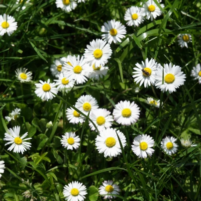 Sedmikráska jednoduchá bílá - Bellis perennis - semena - 70 ks