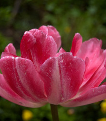 Tulipán Peach Blossom - Tulipa - cibuloviny - 3 ks