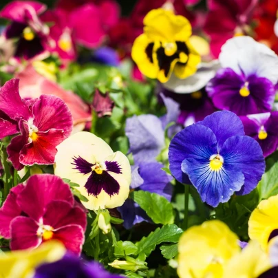 Maceška Hiemalis směs barev - Viola wittrockiana - semena - 200 ks