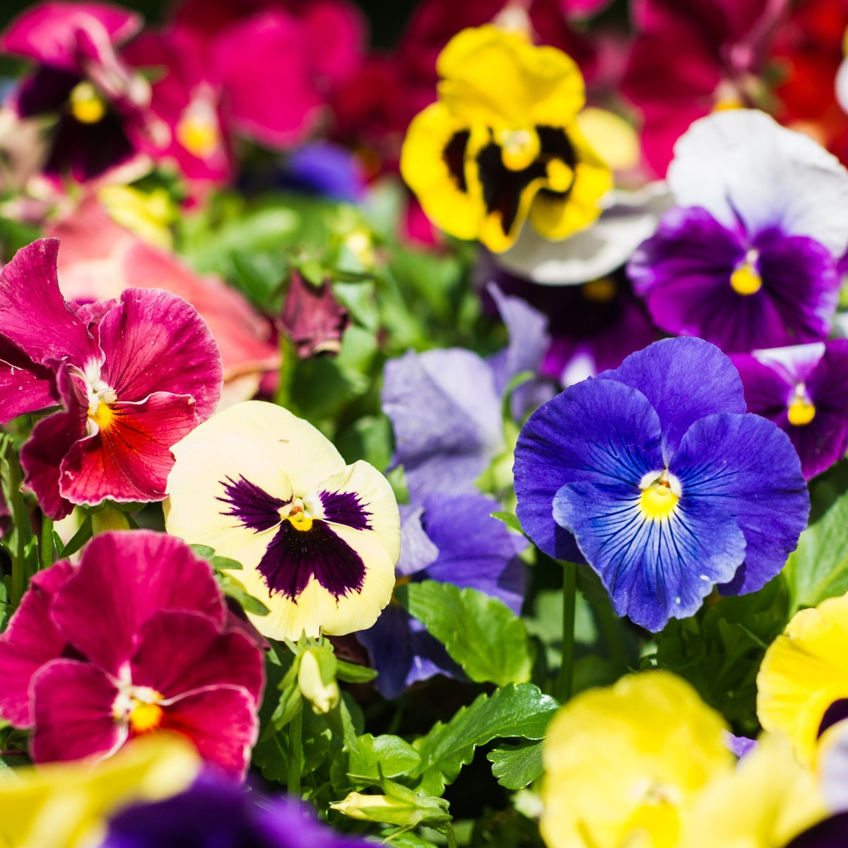 Maceška Hiemalis směs barev - Viola wittrockiana - semena - 200 ks