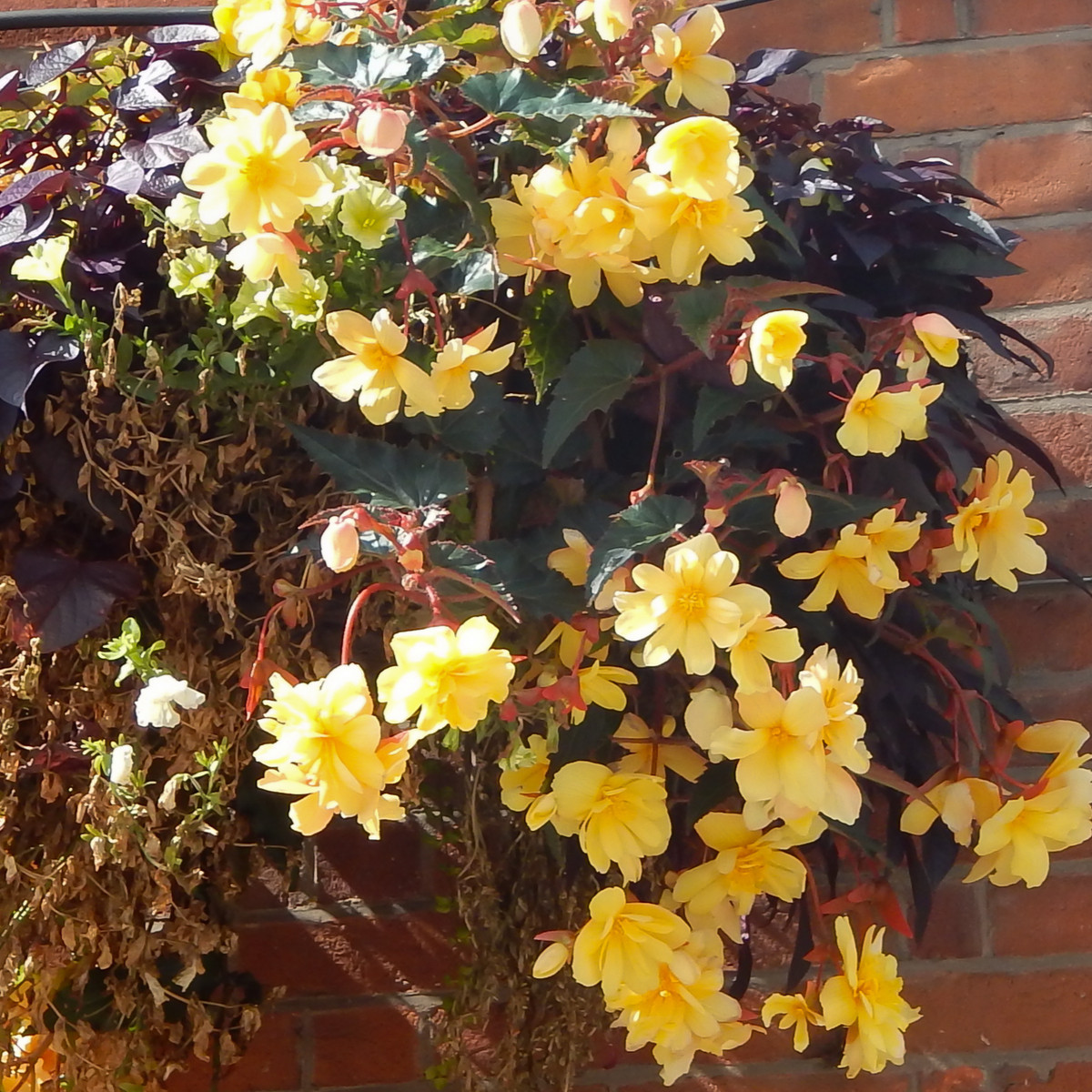 Begonie žlutá – Begonia pendula maxima – hlízy begonií