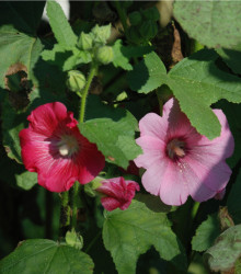 Topolovka Simplex směs - Althaea rosea - semena - 12 ks