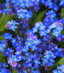 Pomněnka alpská modrá - Myosotis alpestris - semena - 130 ks