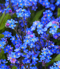 Pomněnka alpská modrá - Myosotis alpestris - semena - 130 ks
