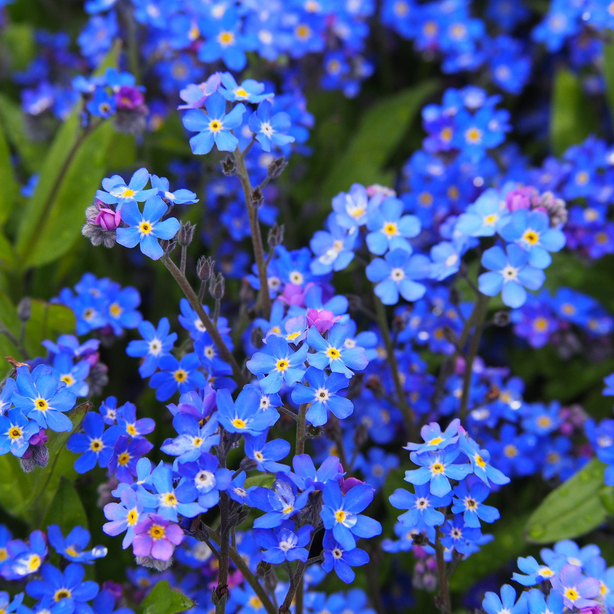 Pomněnka alpská modrá - Myosotis alpestris - semena - 130 ks