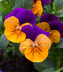 Maceška Jolly Joker F2 - Viola wittrockiana - semena - 20 ks