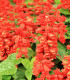 Šalvěj zářivá Blaze of Fire - Salvia splendens - semena - 15 ks