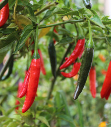 Semena chilli papričky – Chilli Kajenský pepř – Capsicum annuum