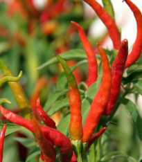 Chilli Kajenský pepř extra tenký - Capsicum annuum - semena - 7 ks