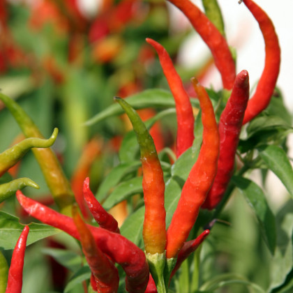 Semena chilli papričky – Chilli Kajenský pepř extra tenký – Capsicum annuum