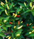 Chilli Tabasco - Capsicum frutescens - semena - 7 ks