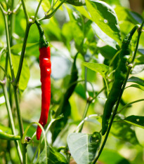 Kajenské koření EXTRA dlouhý - Cayenne pepper - semena - 6 ks