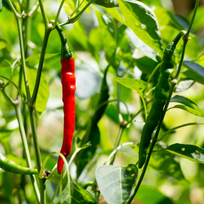Kajenské koření EXTRA dlouhý - Cayenne pepper - semena - 6 ks