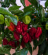 Chilli Bhut Jolokia - Capsicum chinense - semena - 5 ks