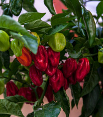 Chilli Bhut Jolokia - Capsicum chinense - semena - 10 ks