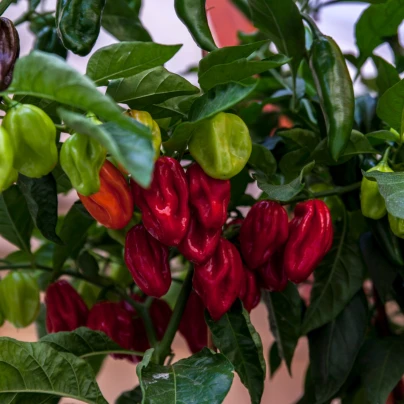 Chilli Bhut Jolokia - Capsicum chinense - semena - 10 ks