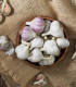 Sadbový česnek Bjetin - Allium sativum - paličák - cibuloviny - 1 balení
