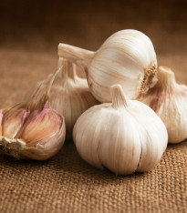 Sadbový česnek Havran - Allium sativum - paličák - cibuloviny česneku - 1 balení